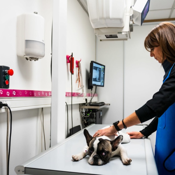Radiographie chien